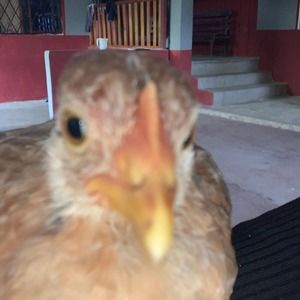 Meet your Posher, Kamila